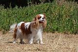 CAVALIER KING CHARLES 321